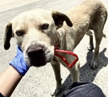 Buddy - Photo 1