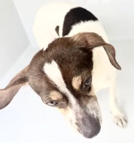 Max