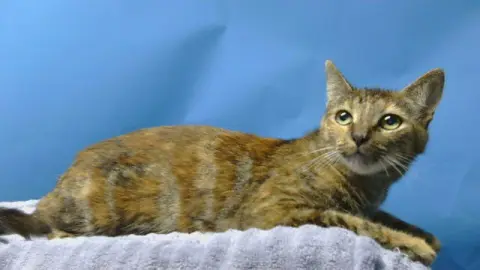 Cleo