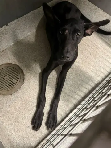 Yoda