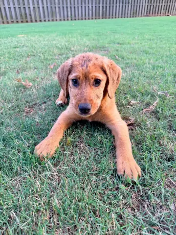 Nellie