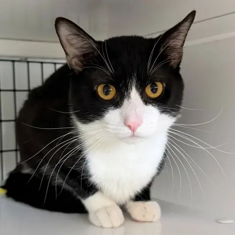 Salem