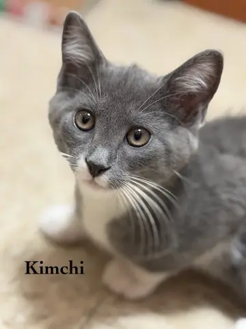 Kimchi