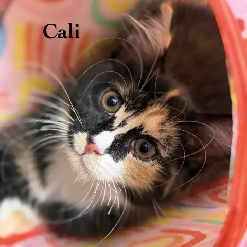 Cali