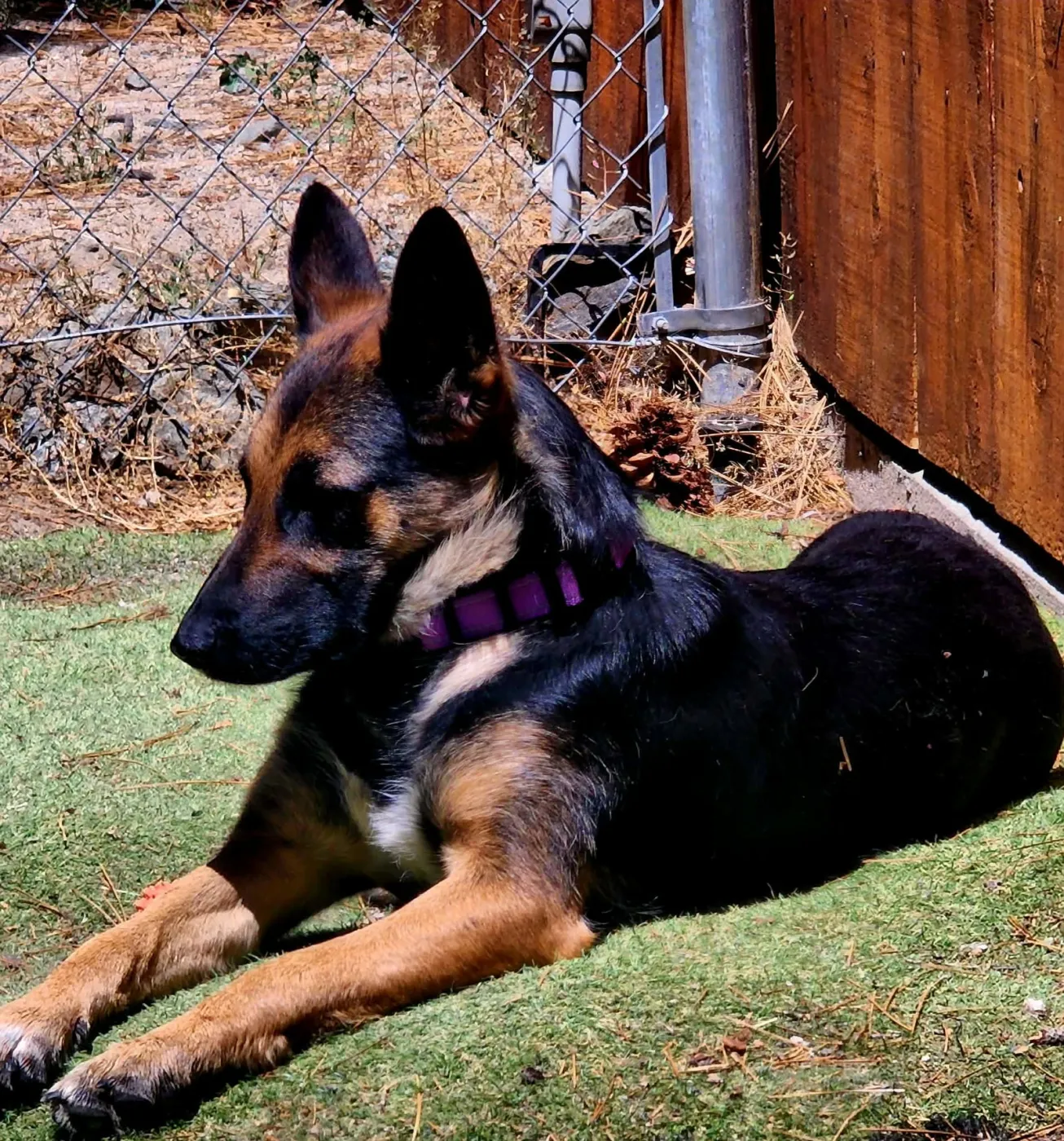 Serena - Photo 1