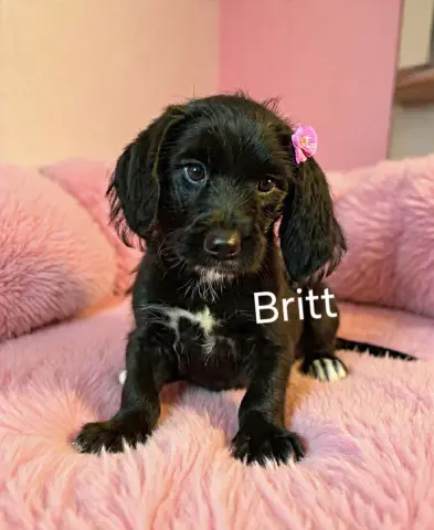 Britt