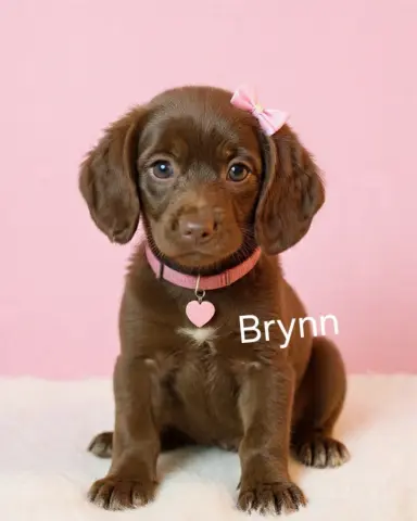 Brynn