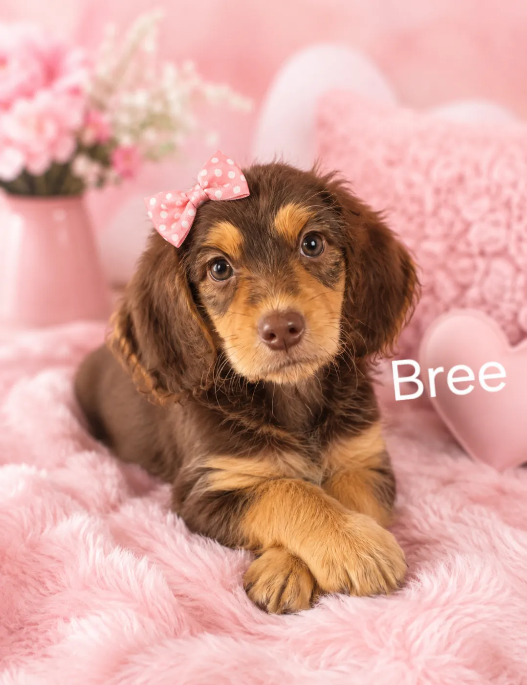 Bree - Photo 1