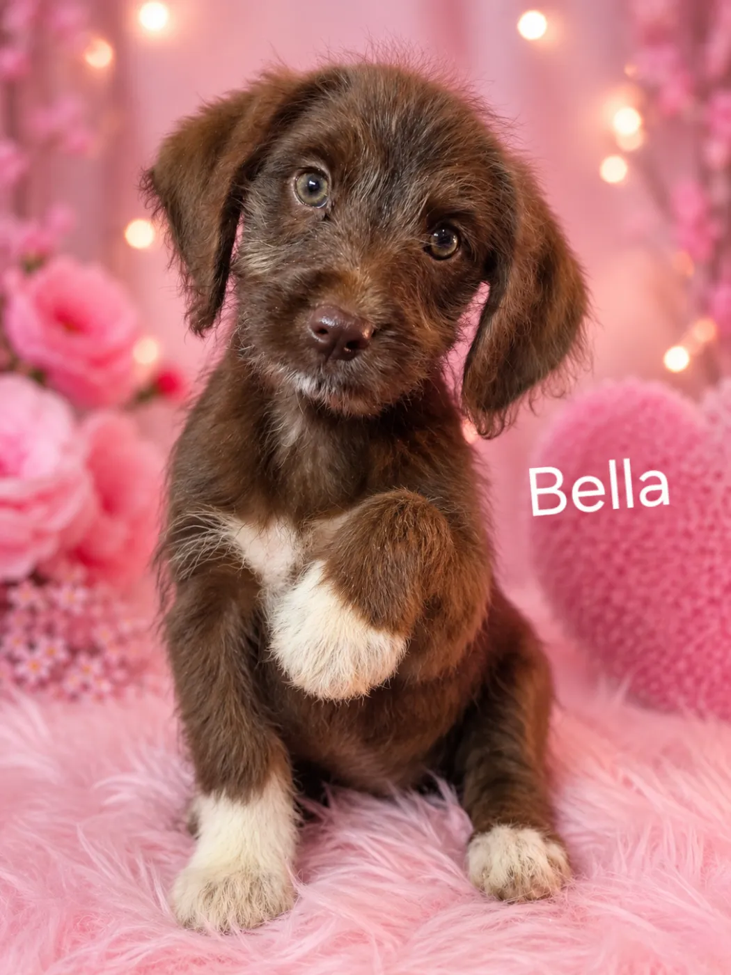 Bella - Photo 1