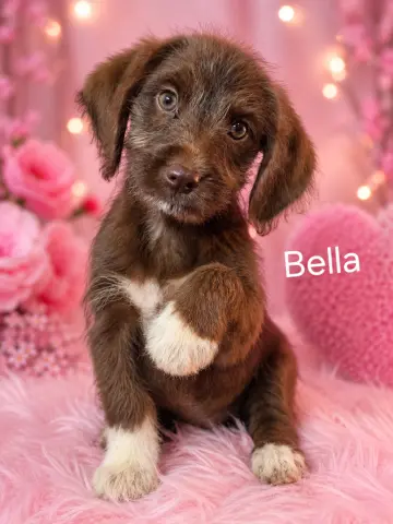 Bella