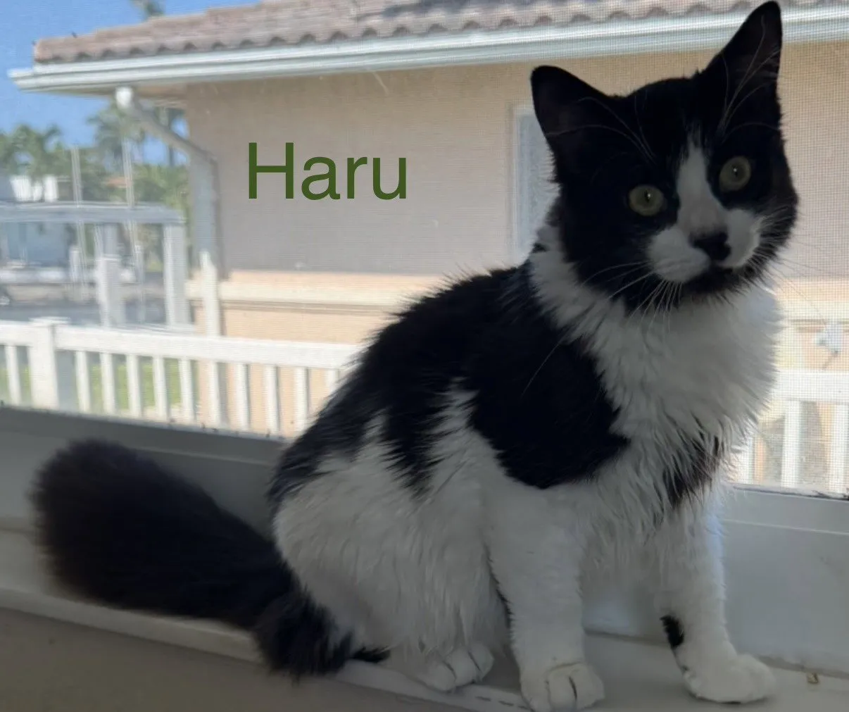 Haru - Photo 1