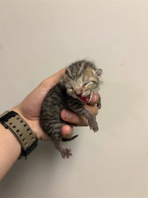 Tater Tot - Photo 1