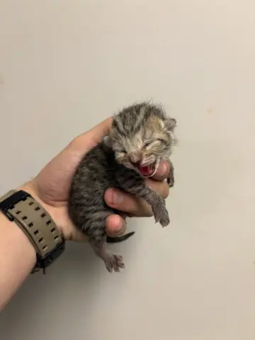 Tater Tot