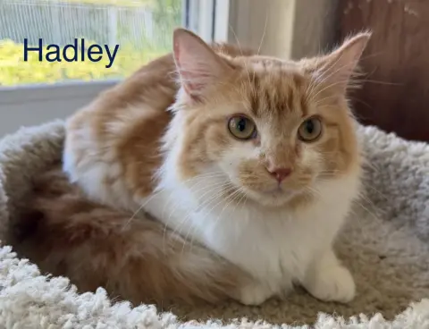 Hadley