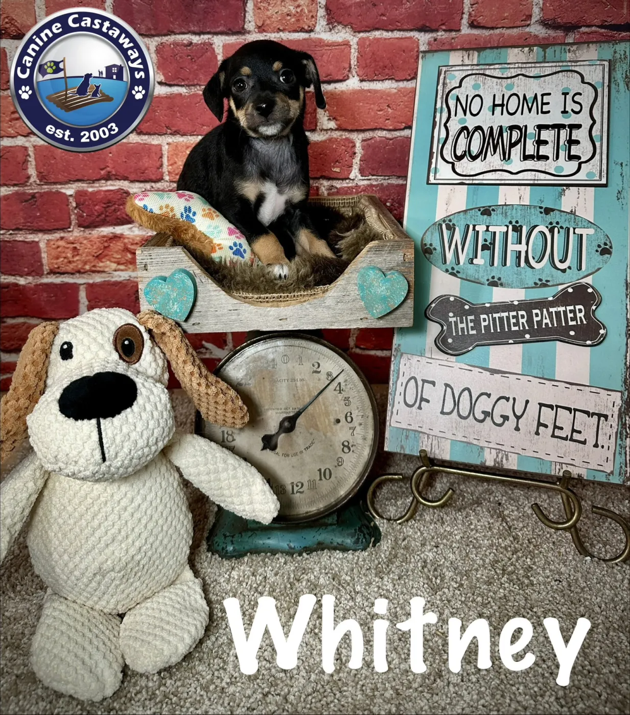 Whitney - Photo 1