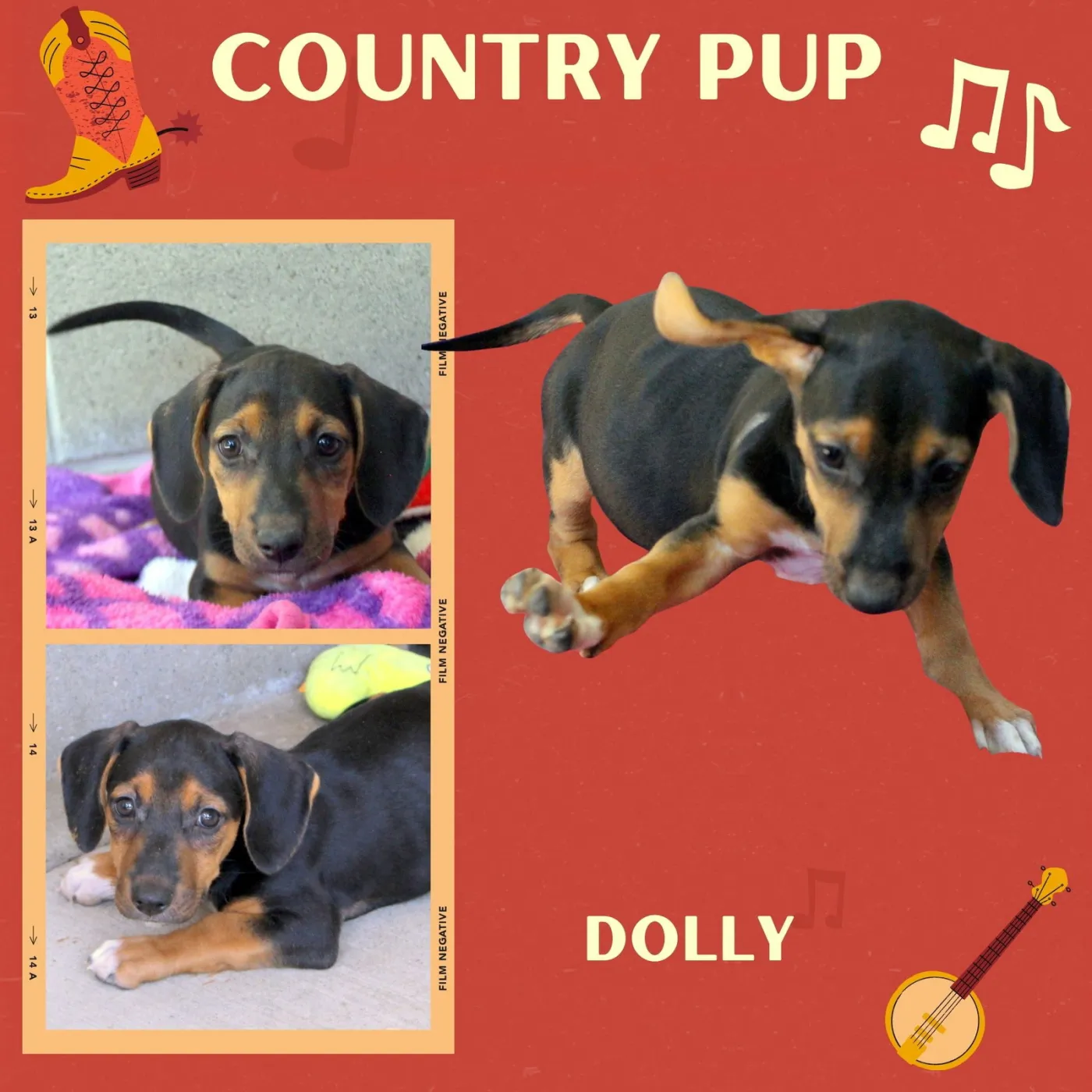Dolly - Photo 1