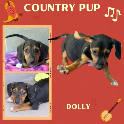 Dolly