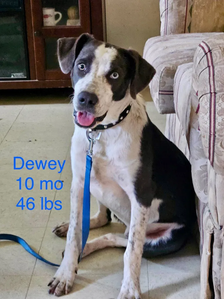 Dewey - Photo 1