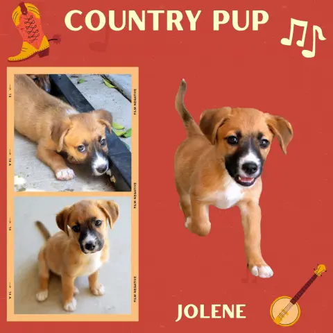 Jolene