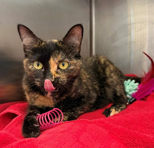 Jujubee - Photo 1