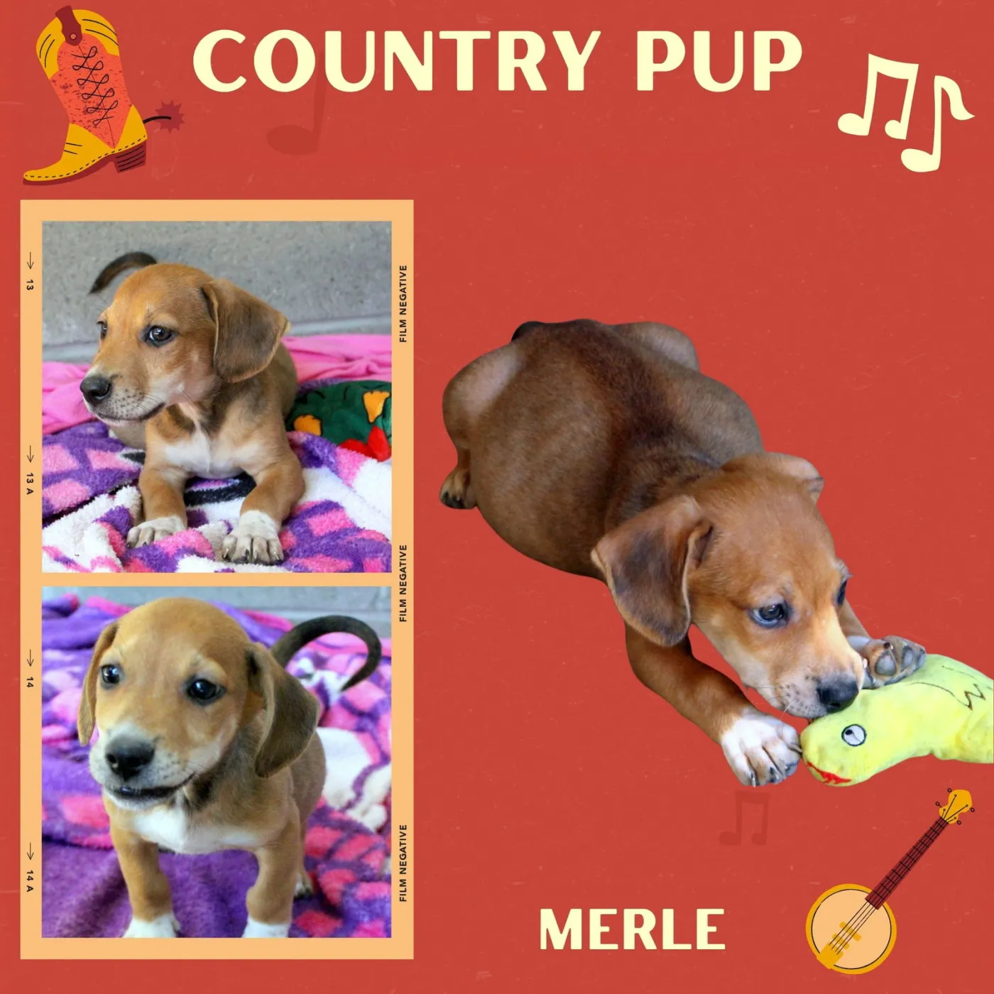 Merle - Photo 1