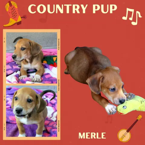 Merle