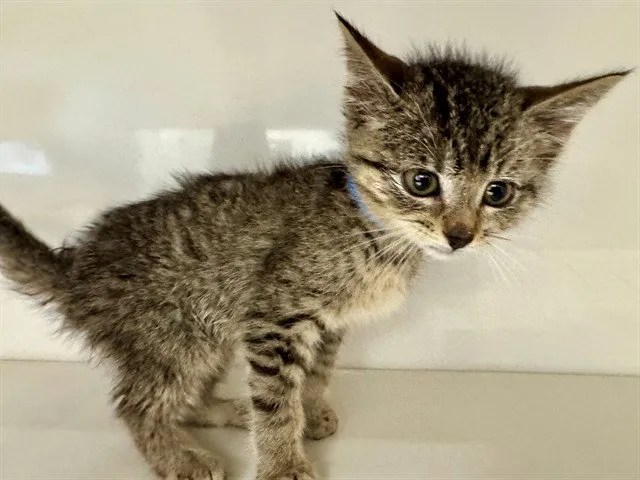 Theodore - Photo 1