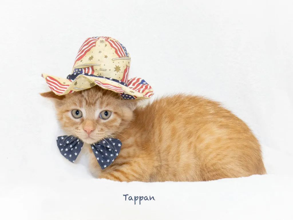 Tappan - Photo 1