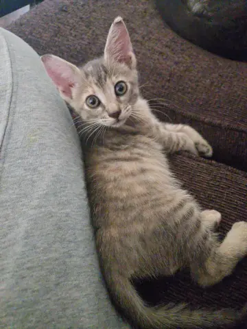 Nova
