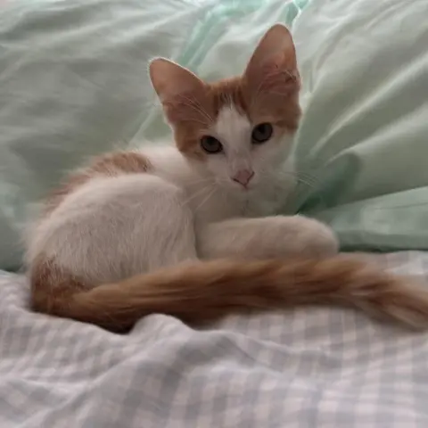 Simba
