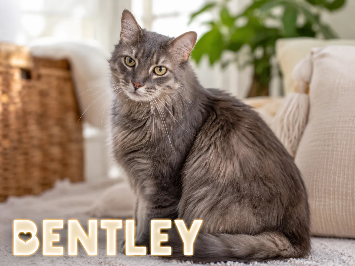 Bentley - Photo 1