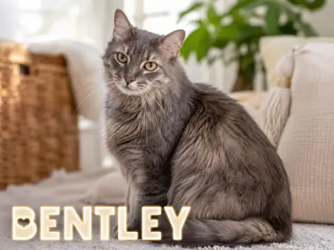 Bentley
