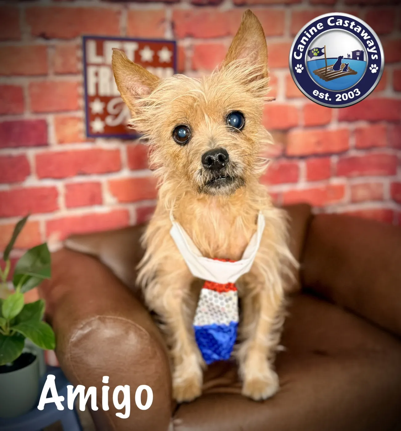 Amigo - Photo 1