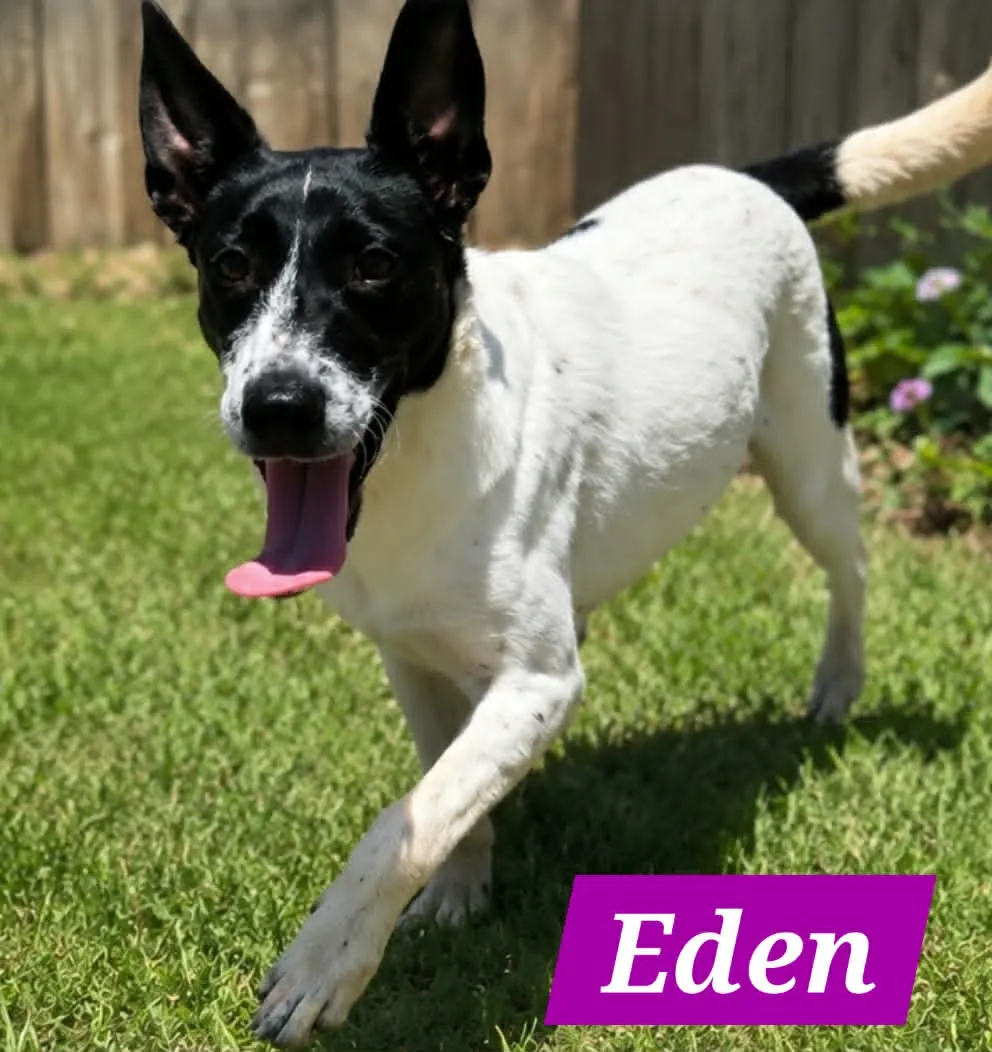 Edena - Photo 1