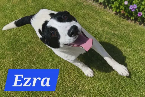 Ezras