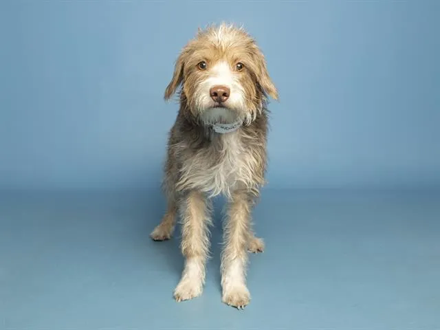Dolly - Photo 1