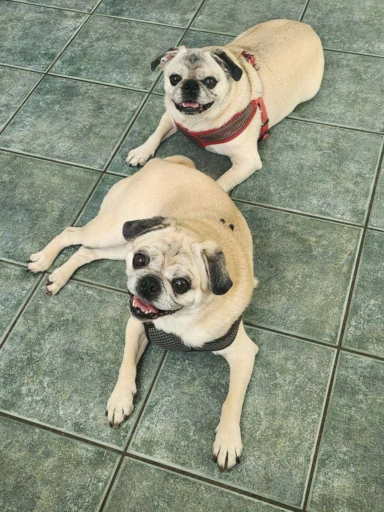 Frank - Photo 1