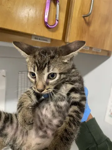 Bruce