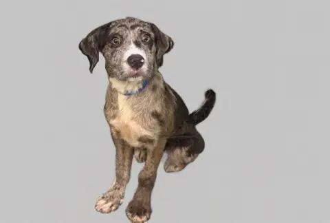 Cooper