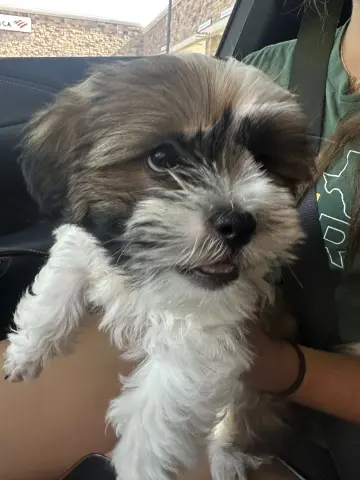 Milo