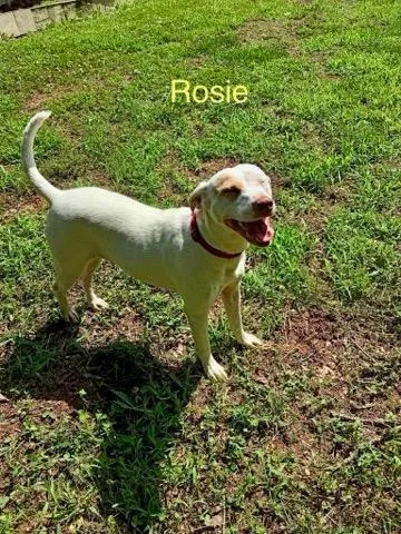 Rosie - Photo 1