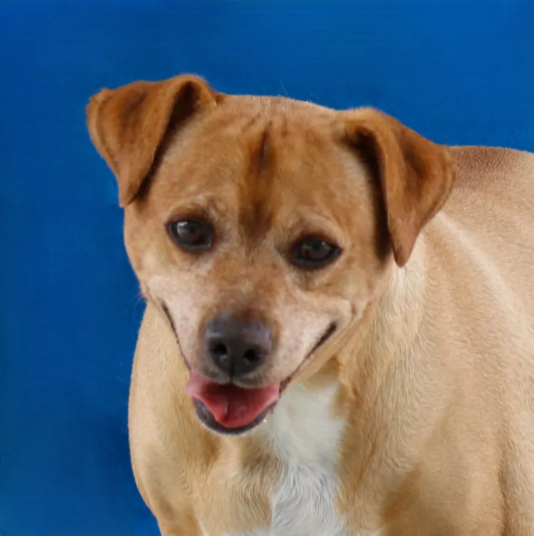 Archie - Photo 1