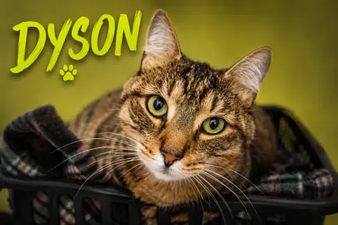Dyson