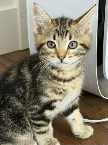 Ziggy