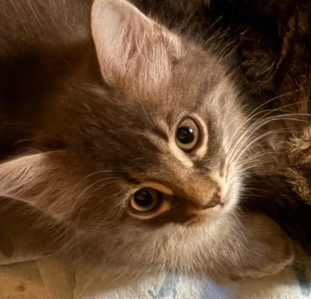 Cleo - Photo 1