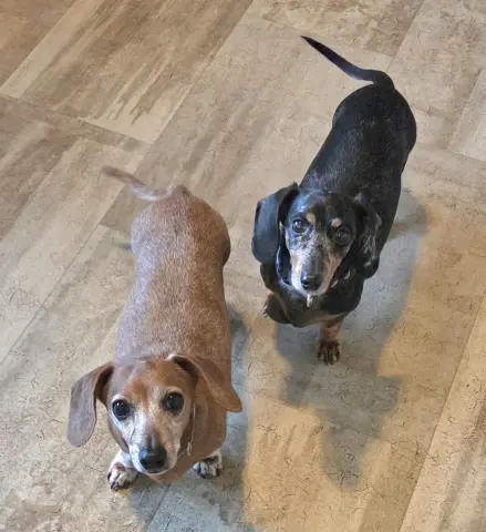 Pepper and Scooby