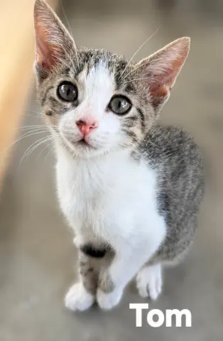 Tom
