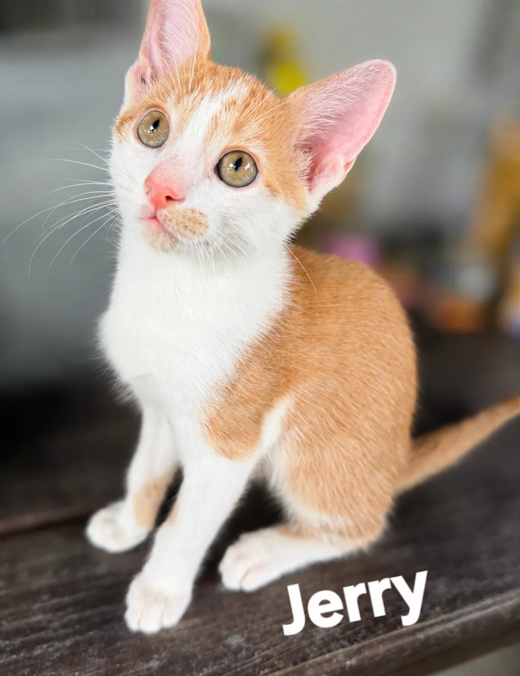 Jerry - Photo 1