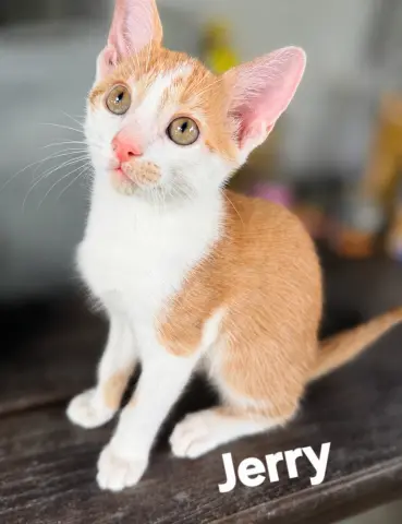 Jerry