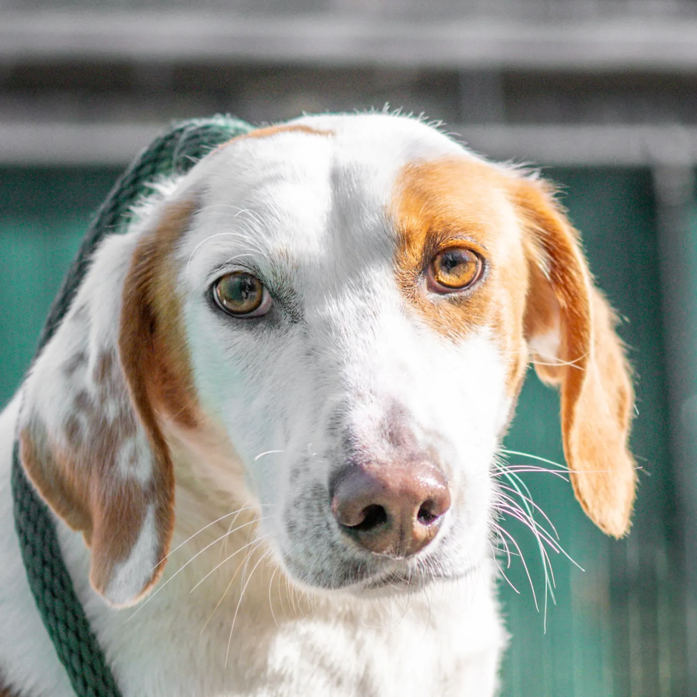 Daisy - Photo 1